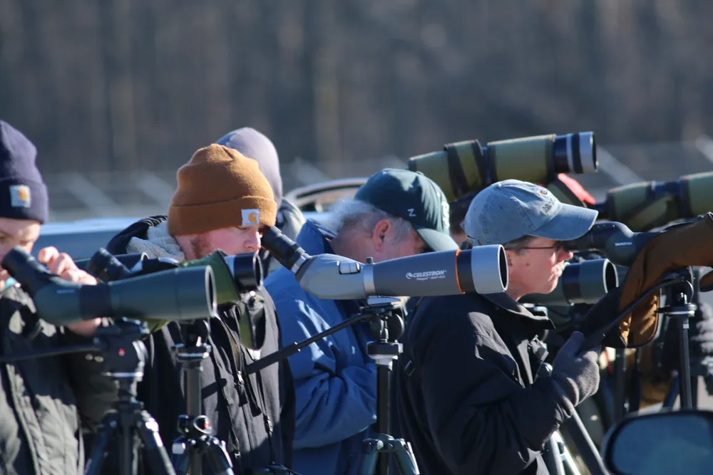 A group of birders with scopes and binoculars watching a rare gull.