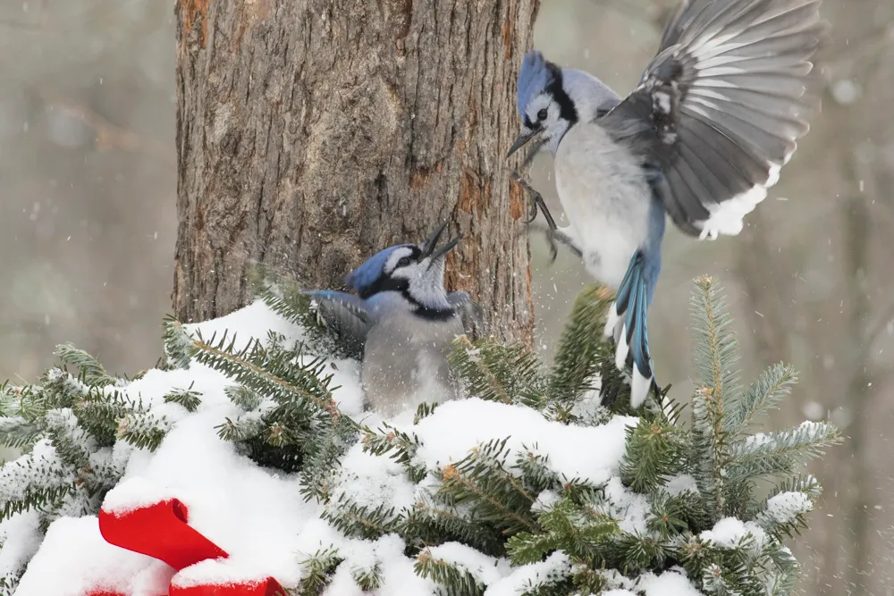 Two Blue Jays competing for food at a feeder on a frigid morning.