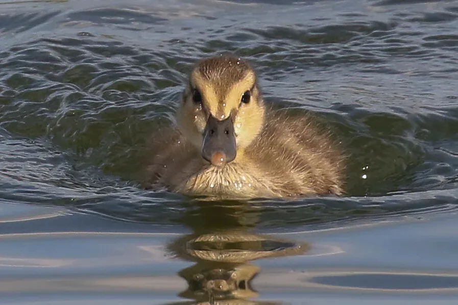 A downy Mallard duckling swimming toward the camera, its reflection visible in the water.
