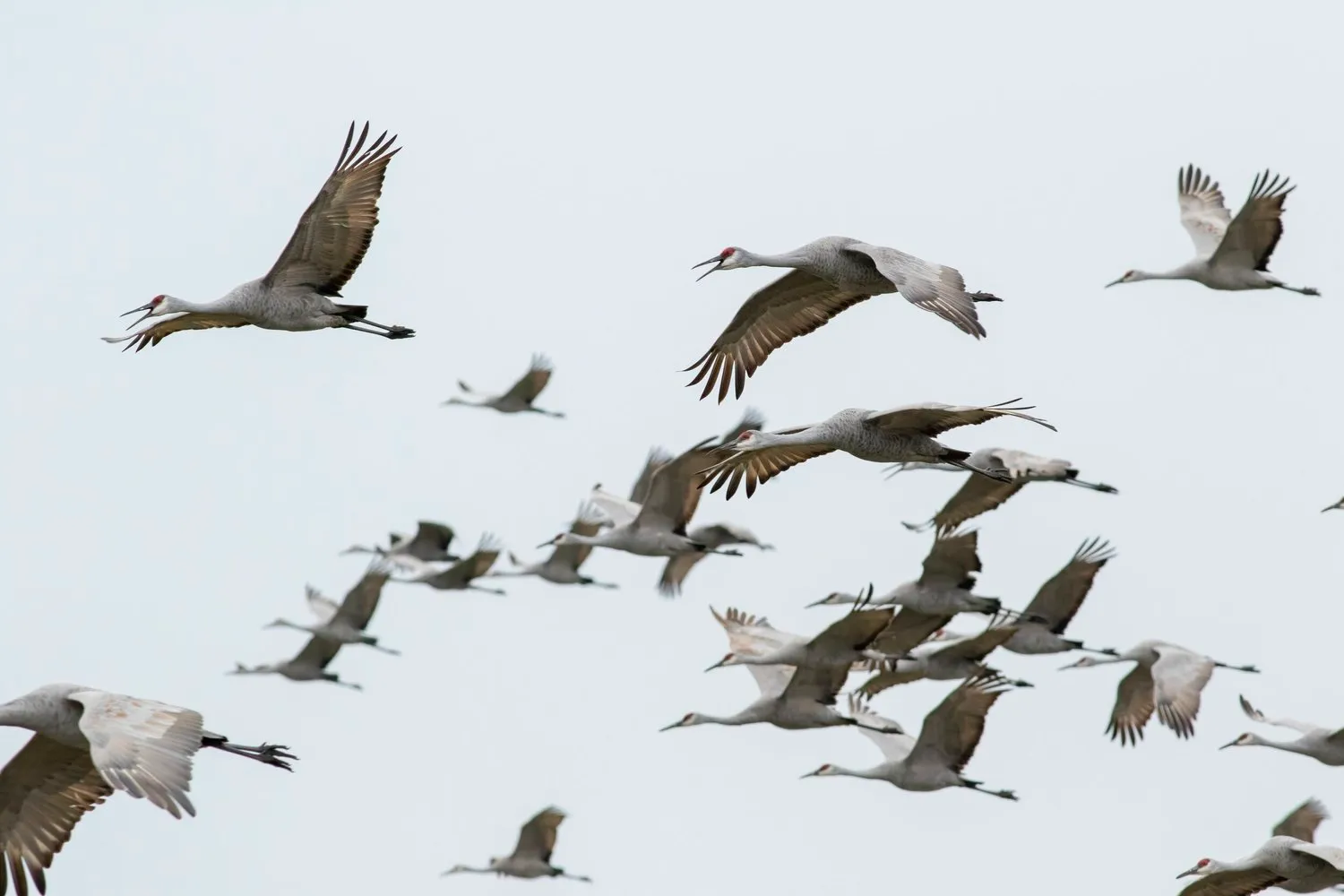A Sandhill Crane in flight with wings fully extended.